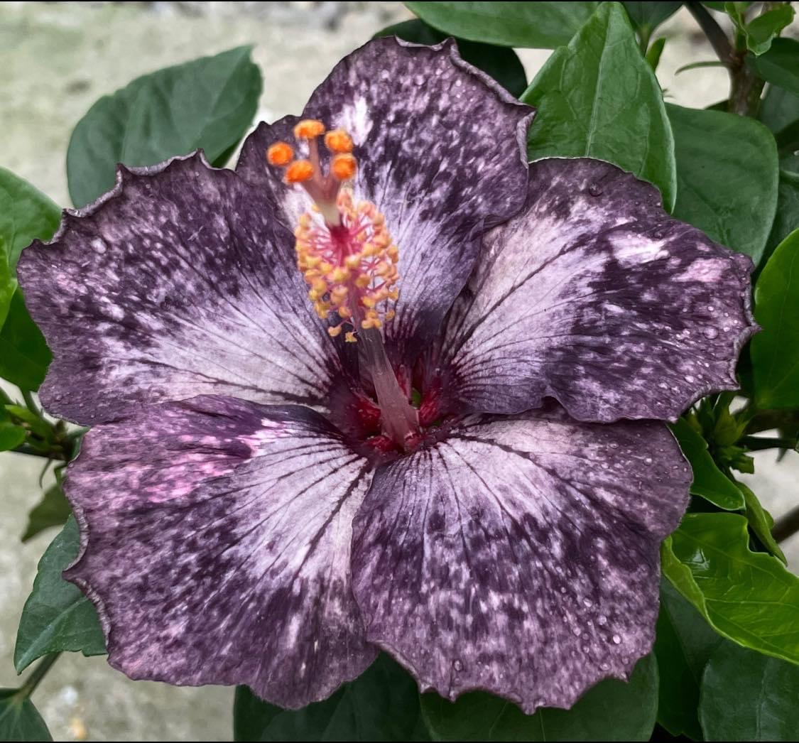 Luv Seed 樂芙種苗