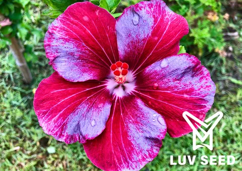 樂芙致命誘惑 Luv Fatal temptation