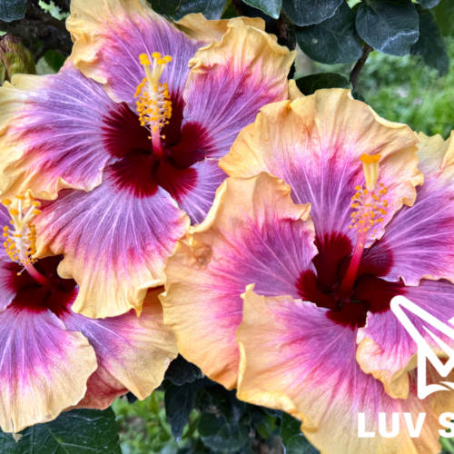 No.2541 樂芙熱情森巴 Luv Passionate Samba