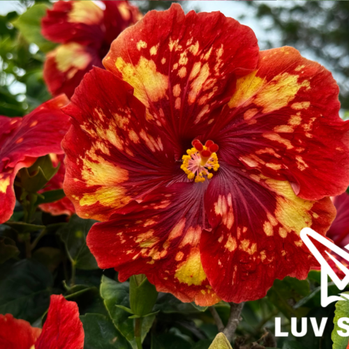 樂芙 鳳凰水晶 Luv Phoenix Crystal