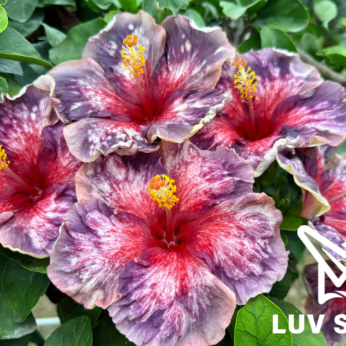 樂芙天賜良緣 Luv Blessed Union