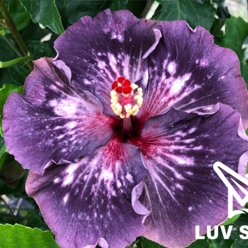 樂芙安格爾 Luv Ingres