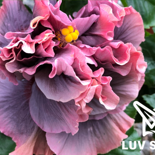 樂芙救命解藥 Luv Cure for Wellness