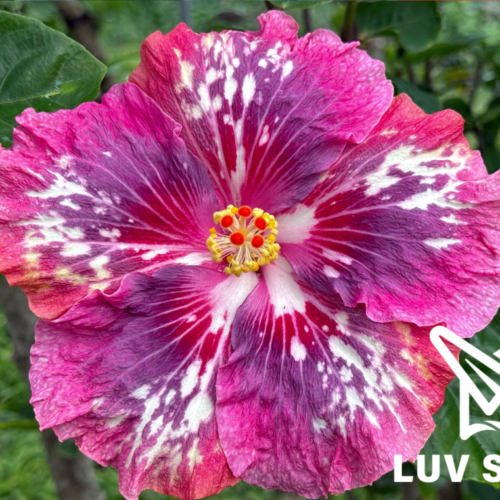 樂芙玫瑰夫人 Luv Lady Rose