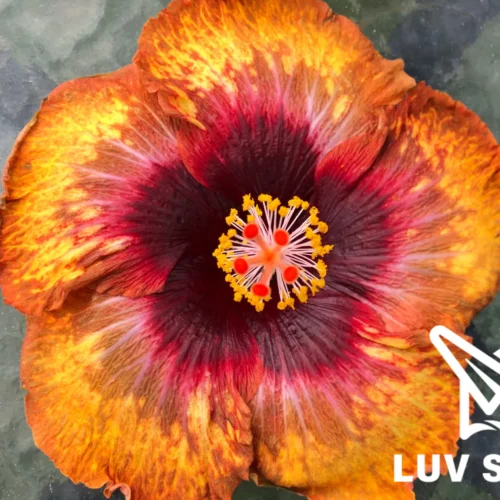 樂芙艷陽 Luv Sunshine