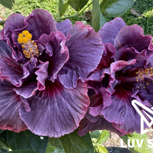 水沙連紫霞 Shueishalian Purple Cloud