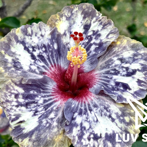 No.2524 樂芙熱帶極光 Luv Tropical Aurora