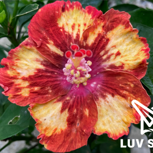 樂芙卡比辛比 Luv Kabisimbi