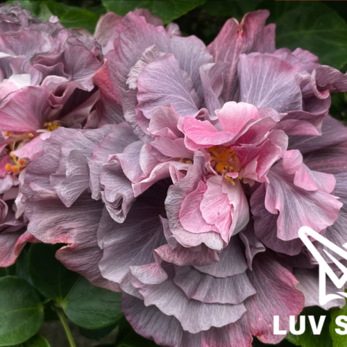 樂芙浮華世界 Luv Vanity Fair