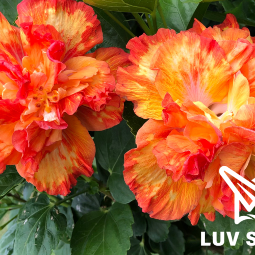 樂芙漫遊花園 Luv Roaming Garden