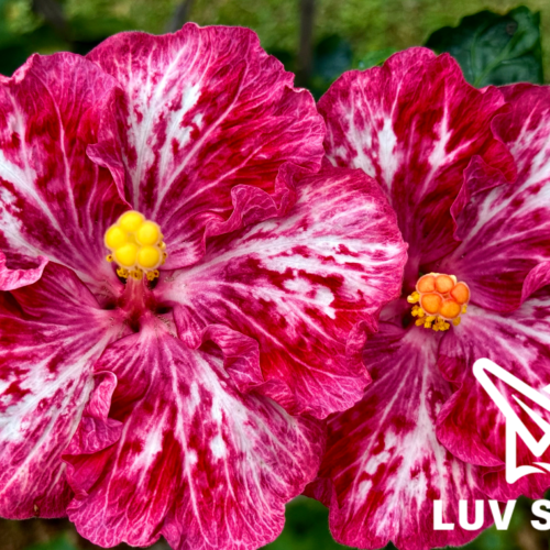 樂芙茱蒂公主 Luv Princess Judy