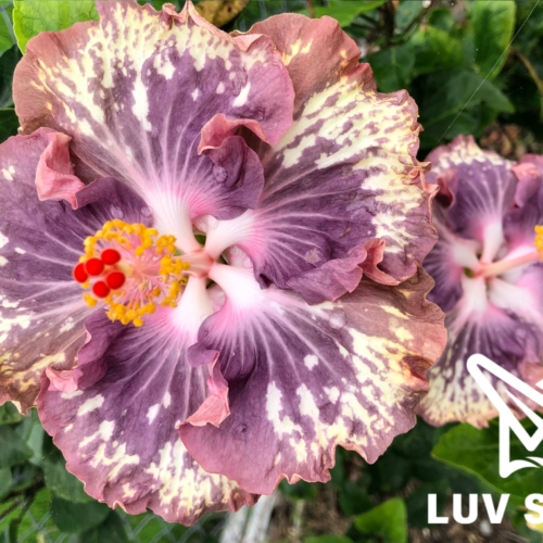 樂芙銀河之歌 Luv Song of the Galaxy