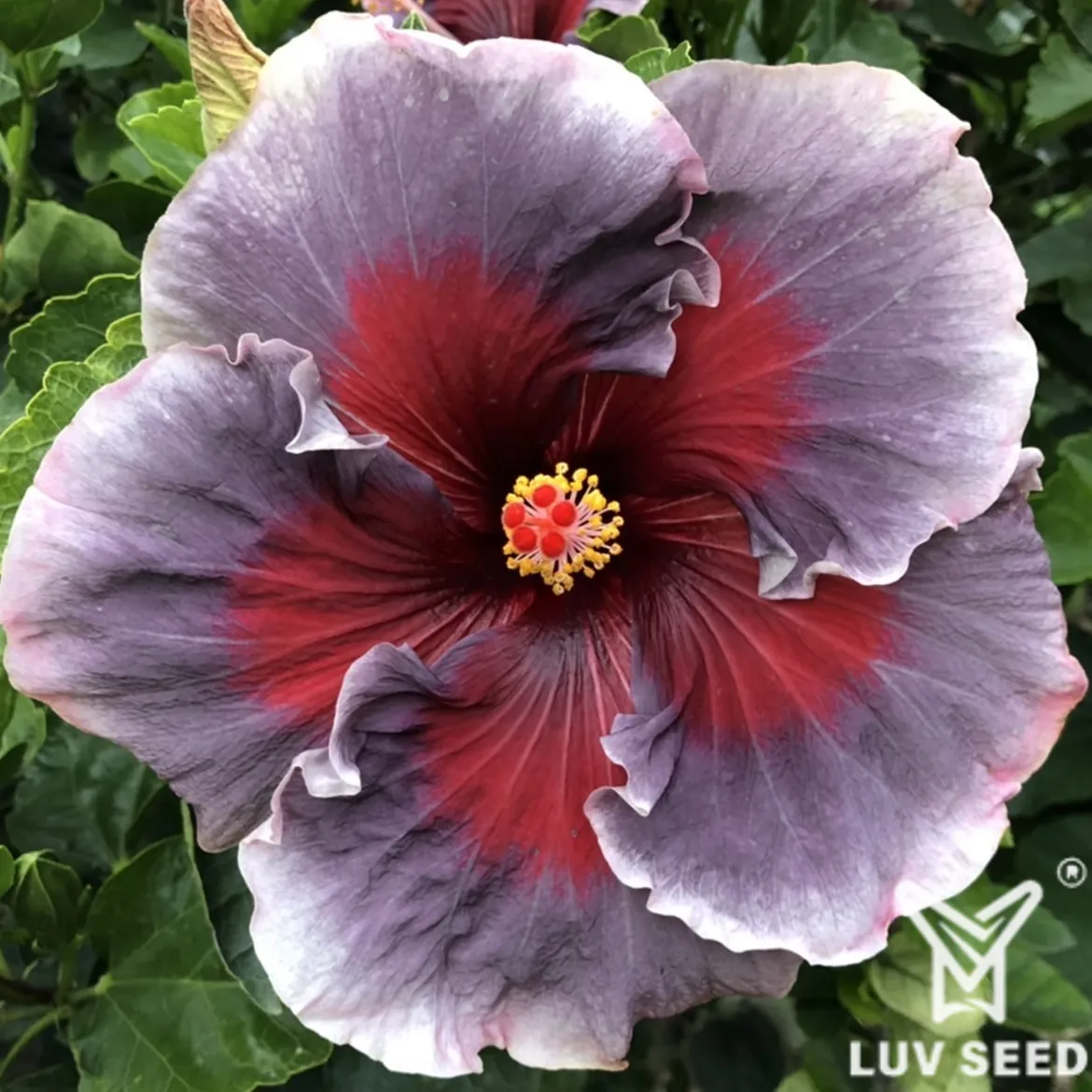 PCA 樂芙 紫色狂歡 Luv Purple carnival