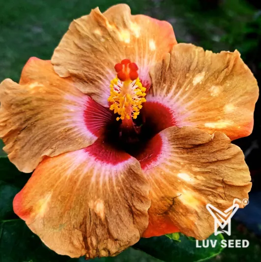 GLI 樂芙 琉璃光 Luv Glazed light