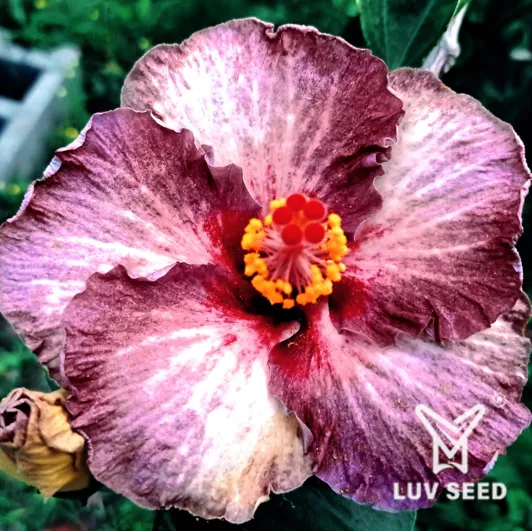 GRA 樂芙 格雷 Luv Gray