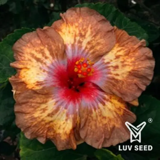 LBE 樂芙 小蜜蜂 Luv Little bee