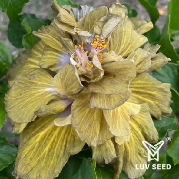 GWH 樂芙 金色旋風(重瓣) Luv Golden whirlwind