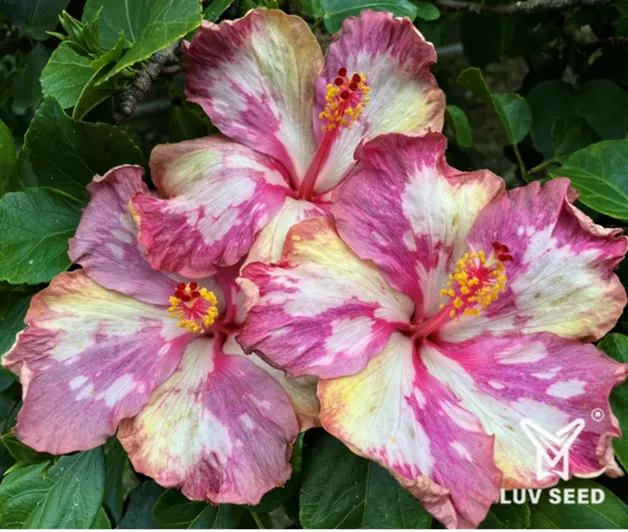 PWQ 樂芙 粉白象限 Luv Pink White Quadrant