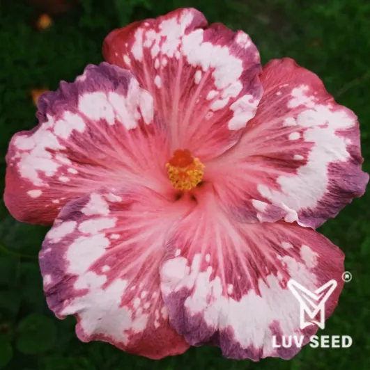 DOR 樂芙 桃樂絲 Luv Dorothy