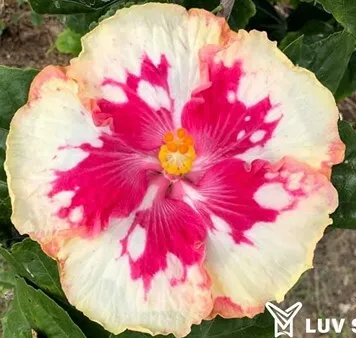 SSD 樂芙 草莓聖代 Luv Strawberry Sundae