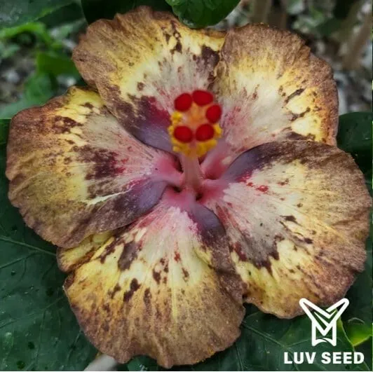 QIU 樂芙 秋水 Luv Qiushui