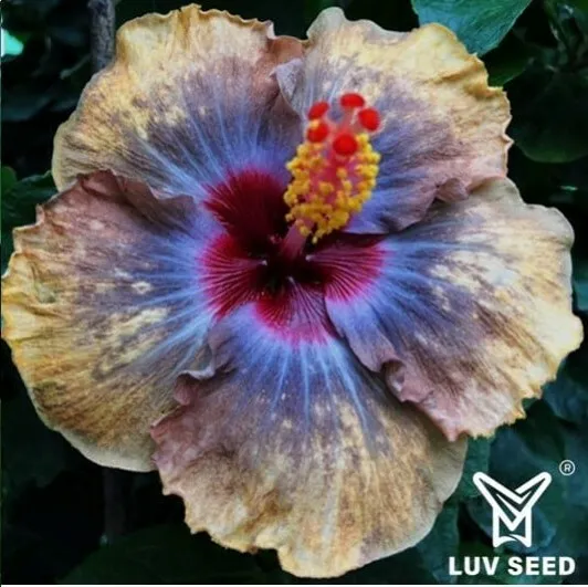 MWO 樂芙 神秘世界 Luv Mysterious World