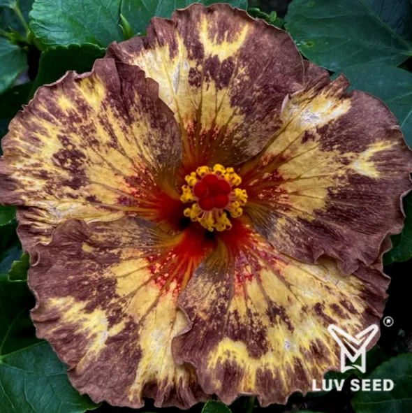 NIE 樂芙 尼俄伯 Luv Nieber