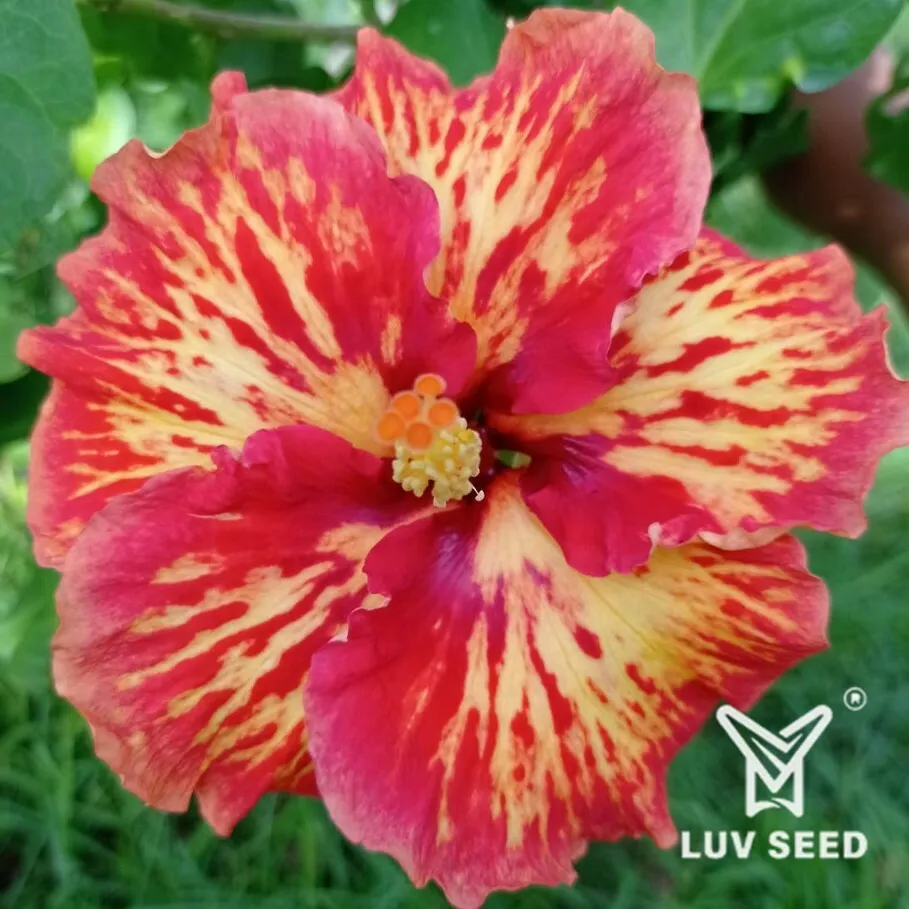 LKI 樂芙 熔岩烈吻 Luv Lava Kiss