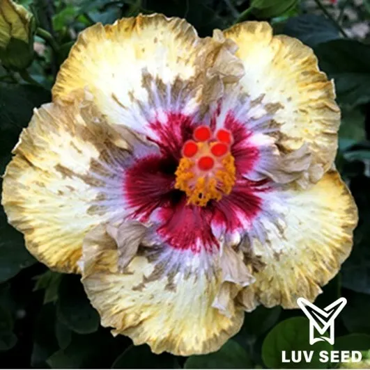 YDI 樂芙 黃寶石 Luv Yellow Diamond