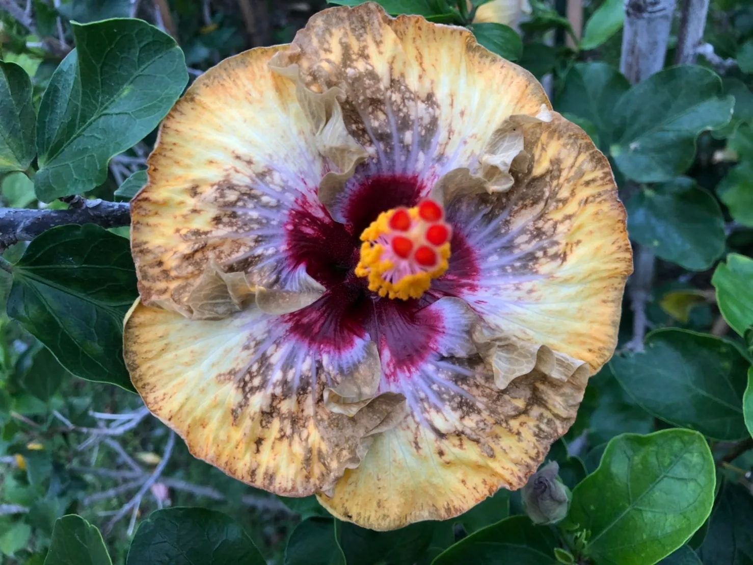 YDI 樂芙 黃寶石 Luv Yellow Diamond