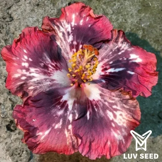 LRO 樂芙 玫瑰夫人 Luv Lady Rose