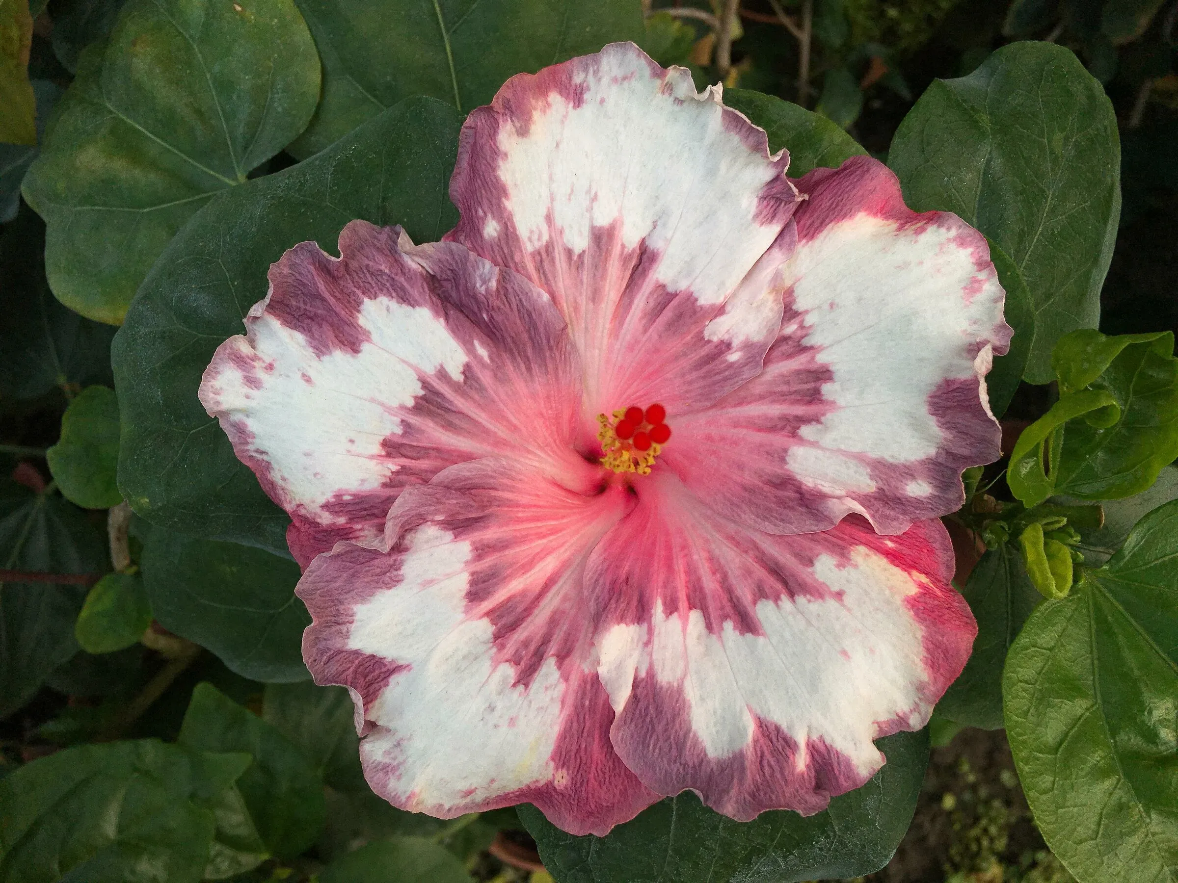DOR 樂芙 桃樂絲 Luv Dorothy