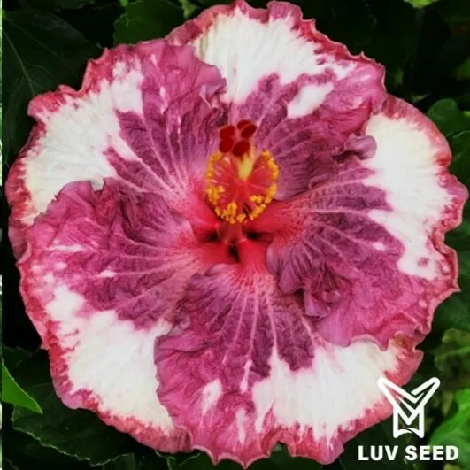 SMS 樂芙 櫻花信使 Luv Sakura messenger