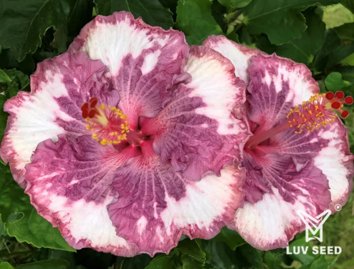 SMS 樂芙 櫻花信使 Luv Sakura messenger