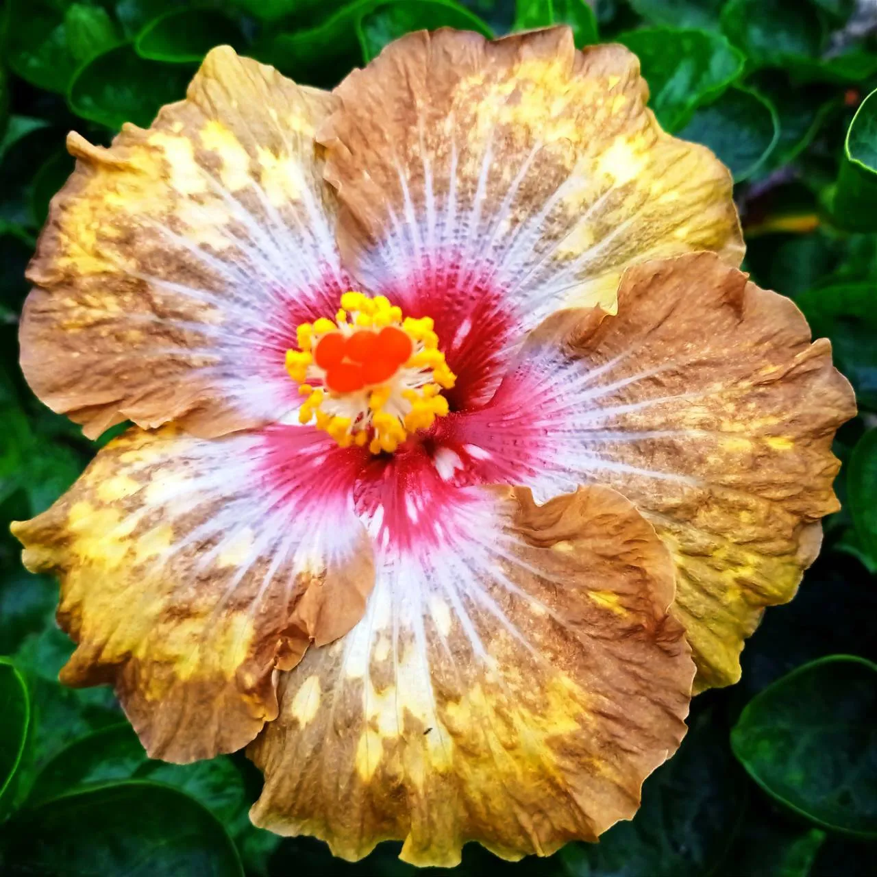 GYE 樂芙 流金歲月 Luv Golden Years