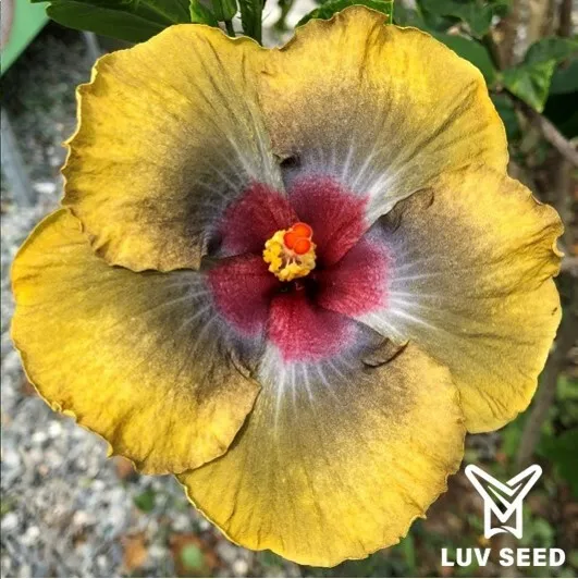 HYE 樂芙 豐收歲月 Luv Harvest Years