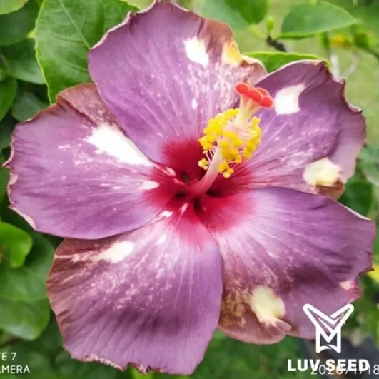 CCA 樂芙 櫻桃蛋糕 Luv Cherry Cake