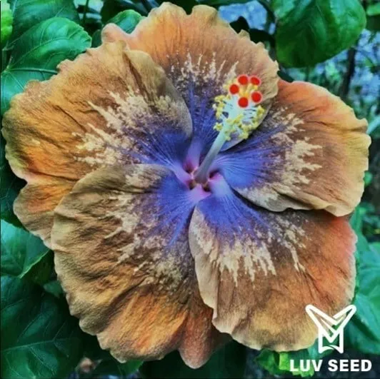 TUT 樂芙 圖坦卡門 Luv Tutankhamen