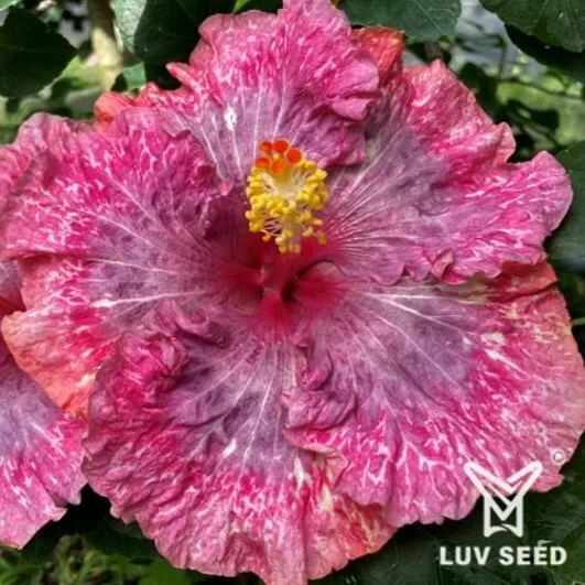 SGR 茉莉亞 空中花園 Moorea Sky Garden