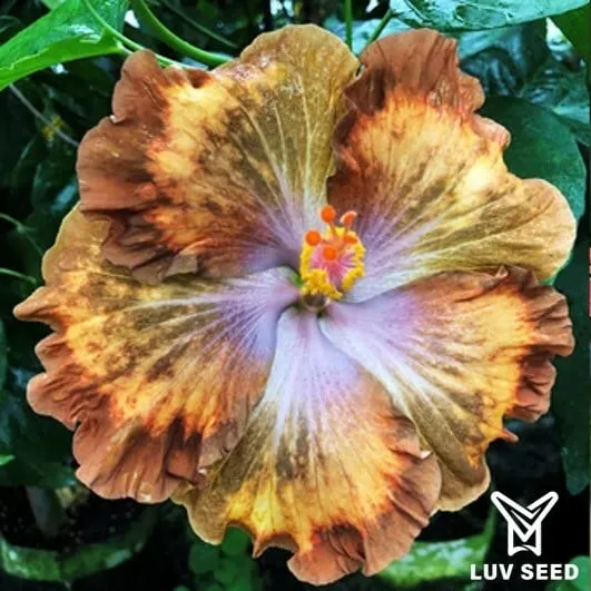 MBE 茉莉亞 貝多芬旋律 Moorea Melody Beethoven