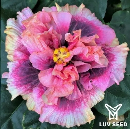 CFE 樂芙 救命解藥 Luv Cure For Ellness