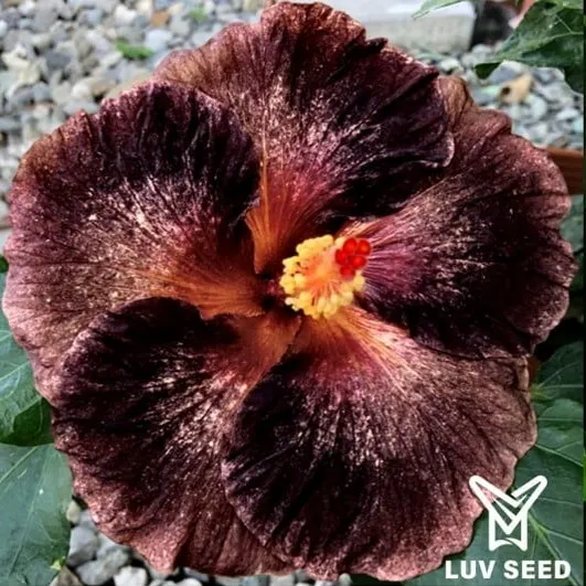 LWH 茉莉亞 最後的呢喃 Moorea Last Whisper