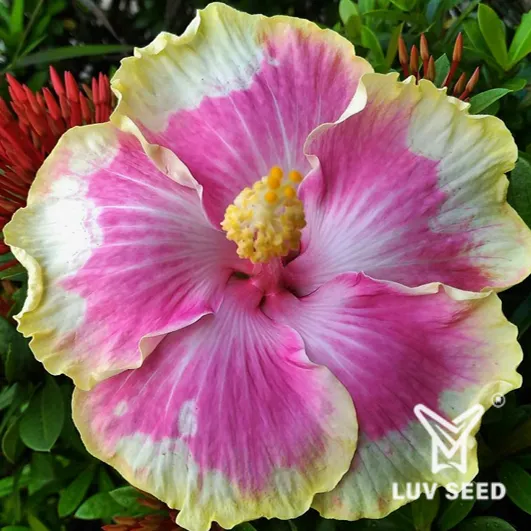 SDE 茉莉亞 日落之夢 Moorea Sunset Dream