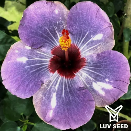 QUI 樂芙 靜謐 Luv Quiet