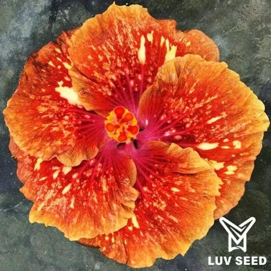 BCW 樂芙 蕎麥 Luv Buckheat
