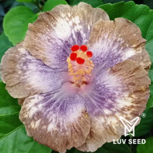 ANT 茉莉亞 安東尼亞 Moorea Antonia