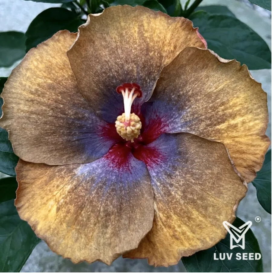 MHM 樂芙 微熱山峰 Luv Micro Hot Mountain