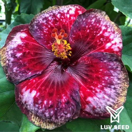 CPU 茉莉亞 深邃紫 Moorea Cardinal Purple