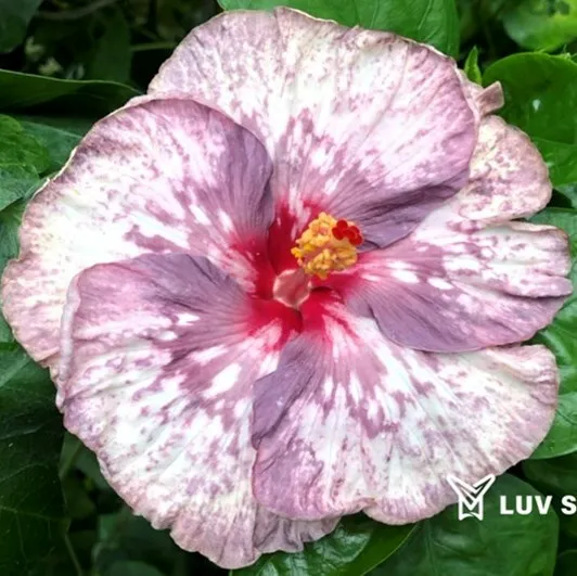 GAB 樂芙 加百列 Luv Gabriel