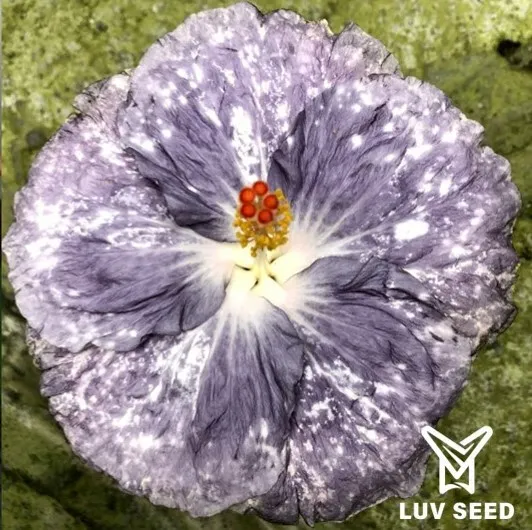 PBI 樂芙 彼得的生日 Luv Peter's Birthday